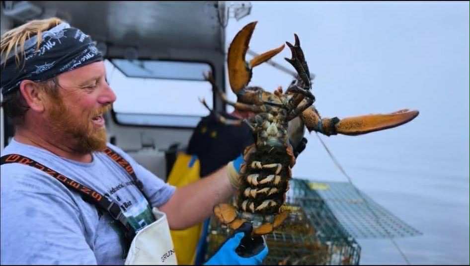 Close-up of a fresh keeper lobster